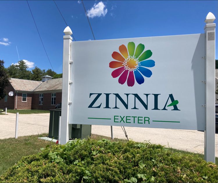 Zinnia Exeter